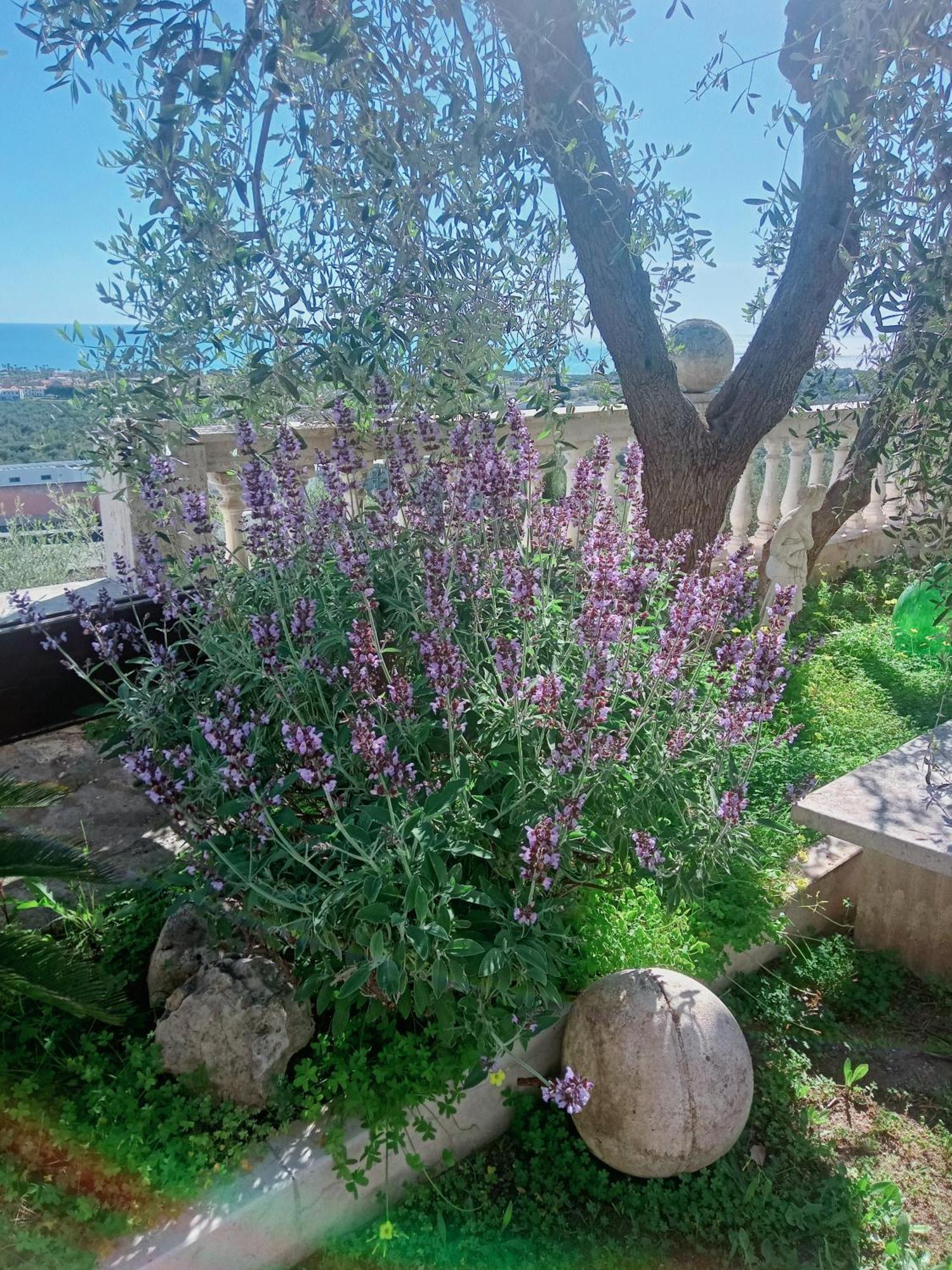 Aparthotel Residenza Collina Dei Pini à Vieste Extérieur photo